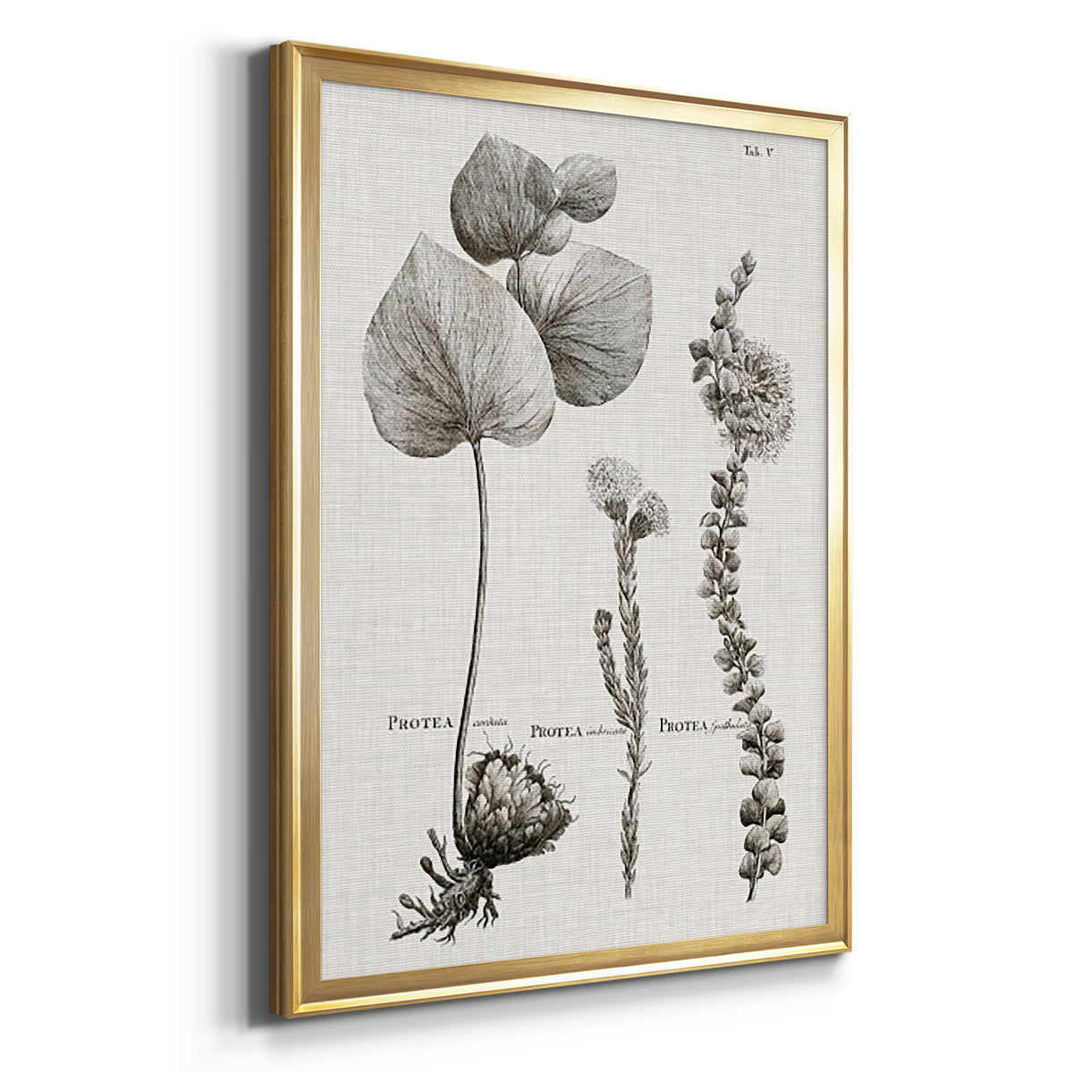 Black & White Protea on Linen II Premium Framed Print - Ready to Hang