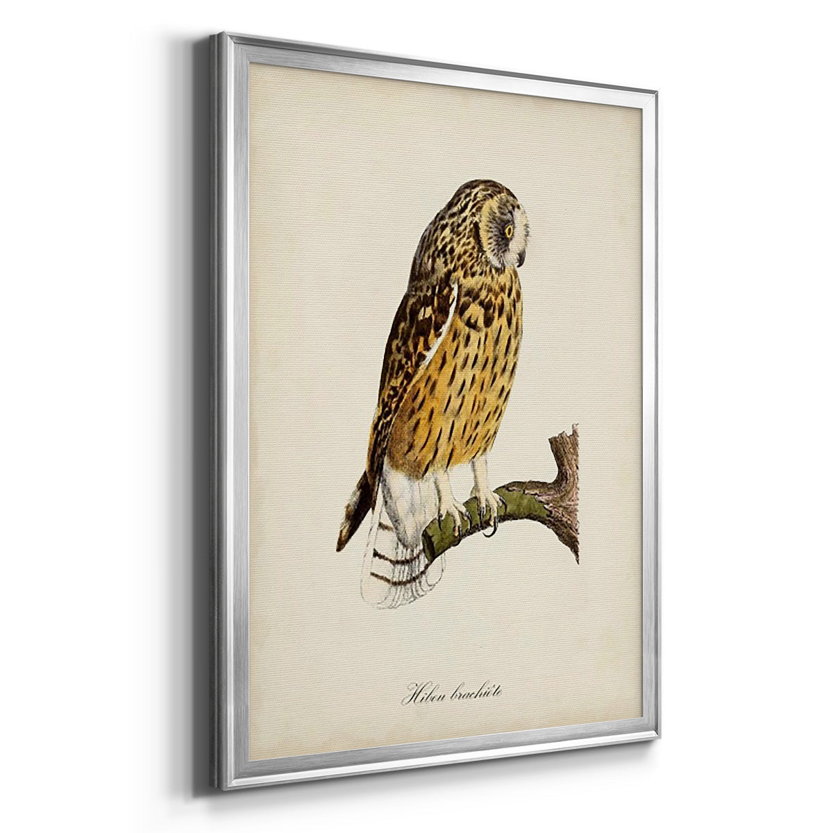 French Owls II Premium Framed Print - Ready to Hang