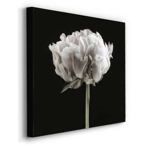 Blush Peony Portrait II -Premium Gallery Wrapped Canvas - Ready to Hang