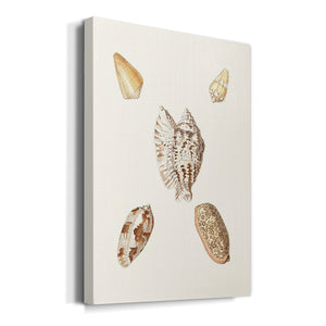 Pastel Knorr Shells VI Premium Gallery Wrapped Canvas - Ready to Hang