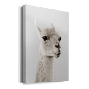 Soft Llama Premium Gallery Wrapped Canvas - Ready to Hang