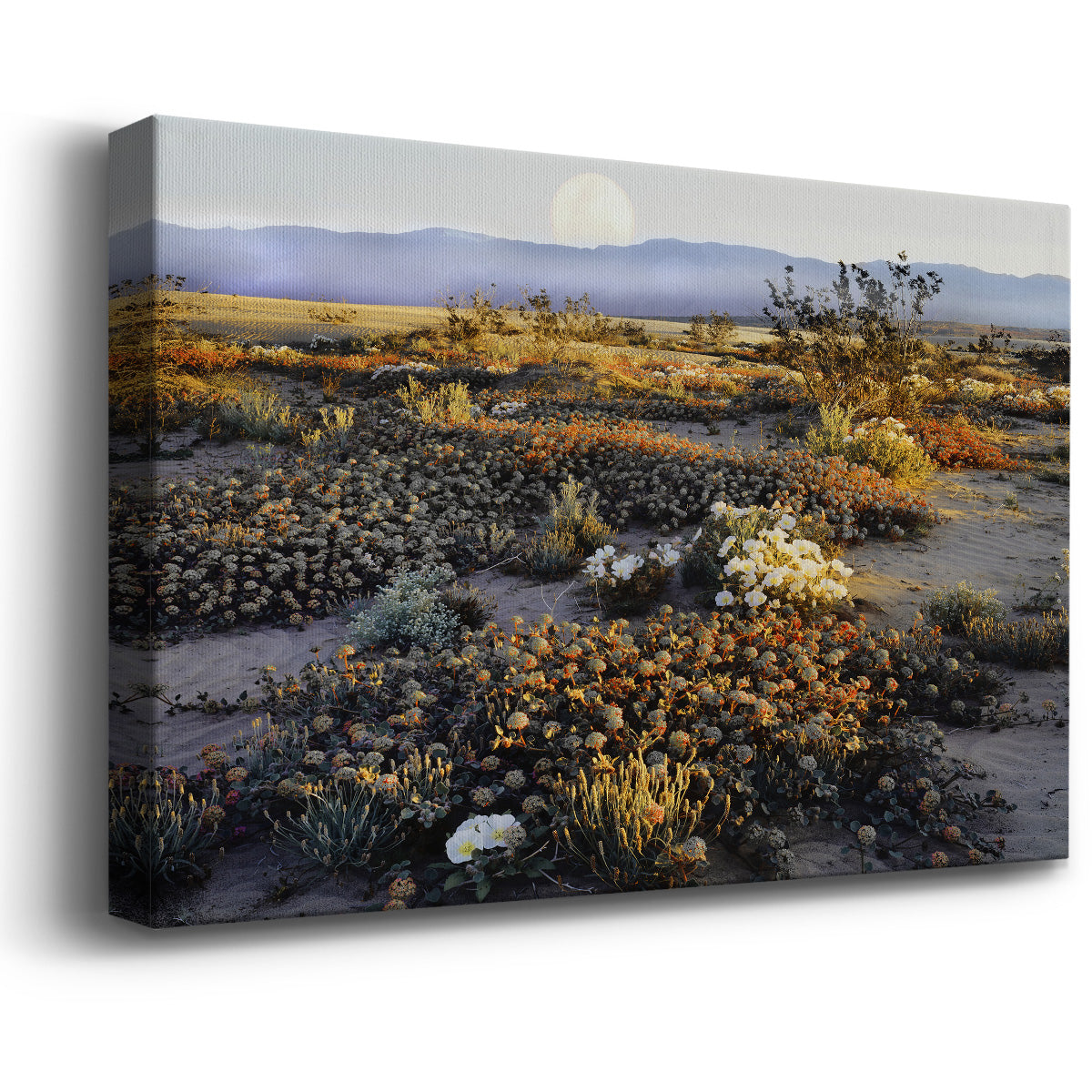 Anza Borrego Desert Premium Gallery Wrapped Canvas - Ready to Hang