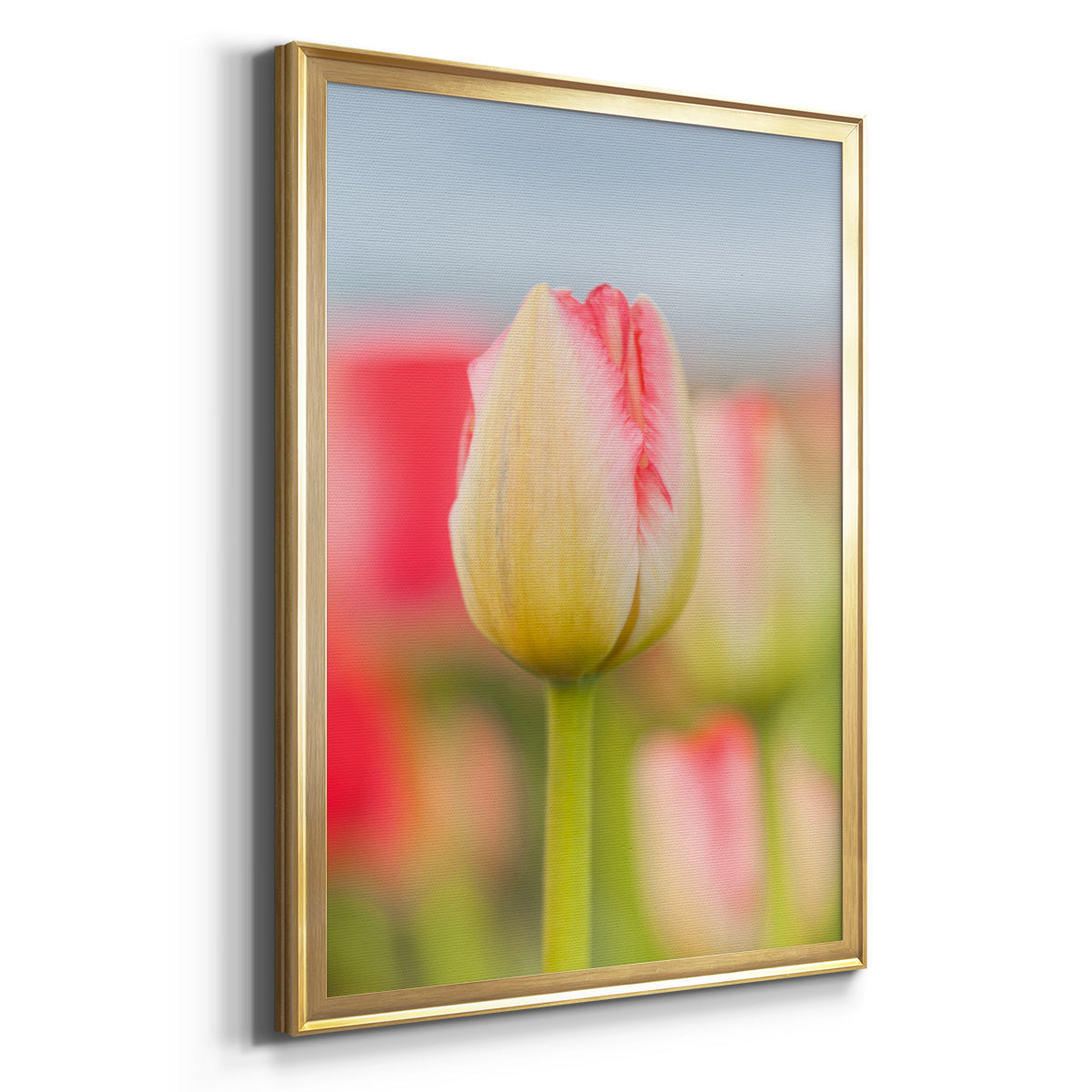 Twotone Tulip Premium Framed Print - Ready to Hang