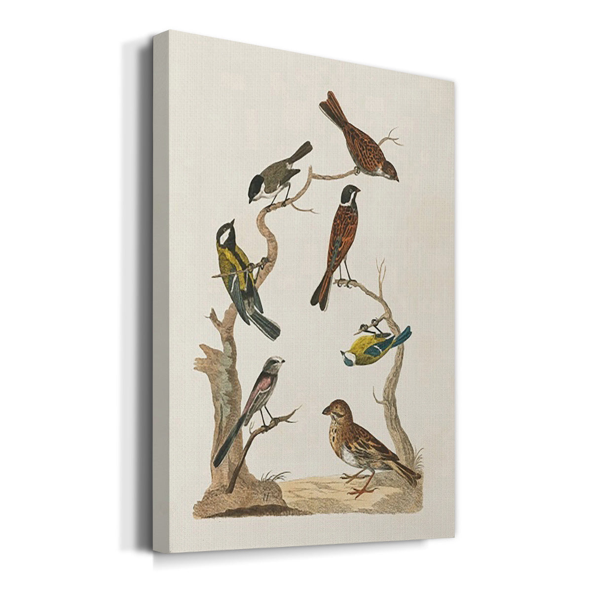 Antique Birds in Nature II Premium Gallery Wrapped Canvas - Ready to Hang