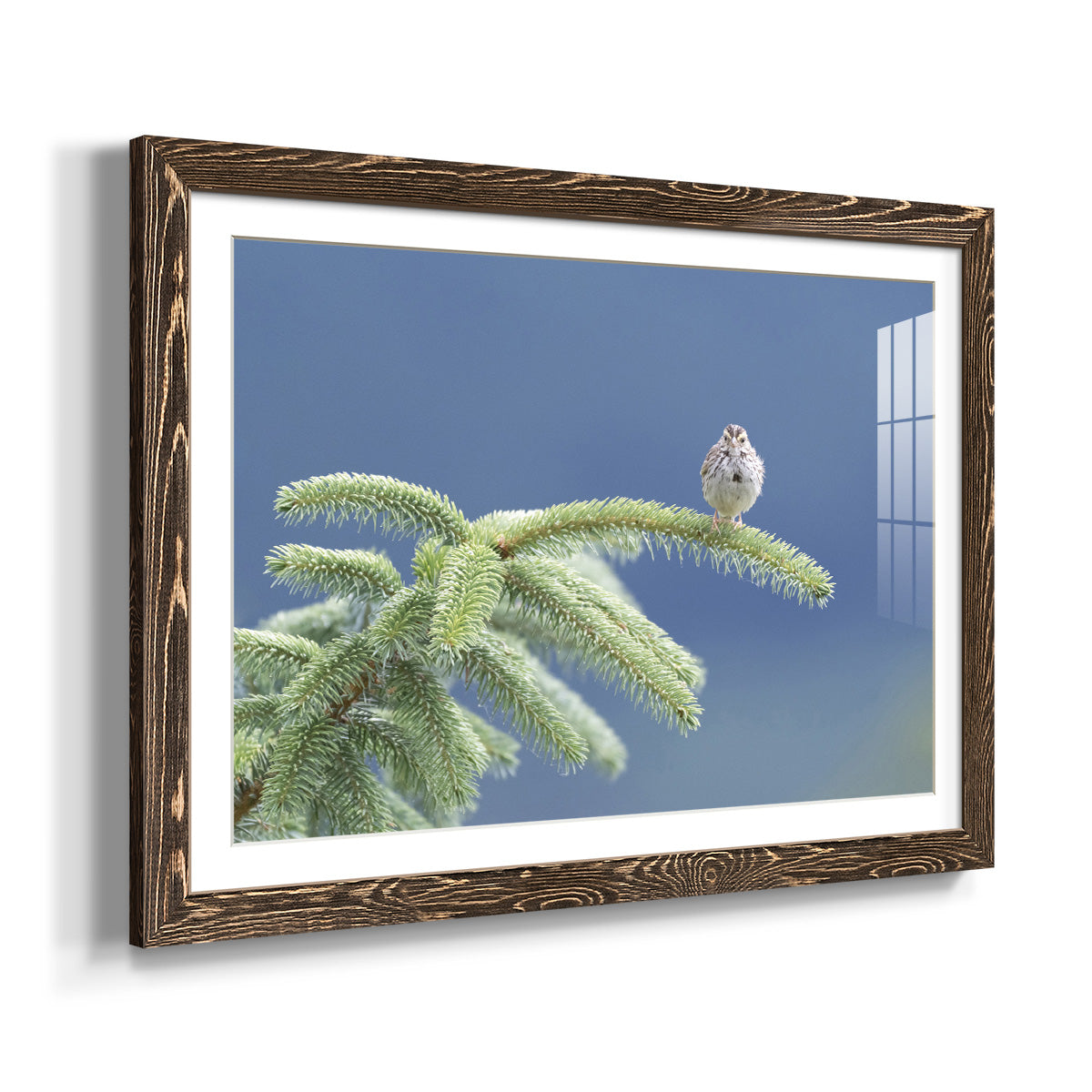 Evergreen Perch-Premium Framed Print - Ready to Hang