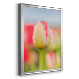 Twotone Tulip Premium Framed Print - Ready to Hang