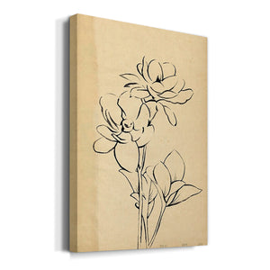 Magnolia Sketch II Premium Gallery Wrapped Canvas - Ready to Hang