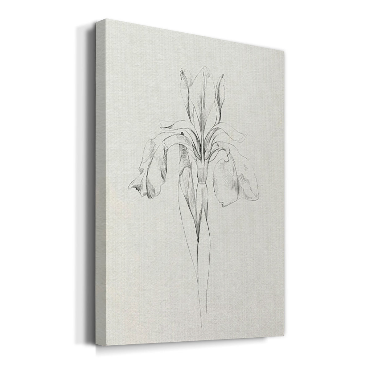Neutral Iris Sketch I Premium Gallery Wrapped Canvas - Ready to Hang