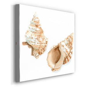Watercolor Shells VII-Premium Gallery Wrapped Canvas - Ready to Hang