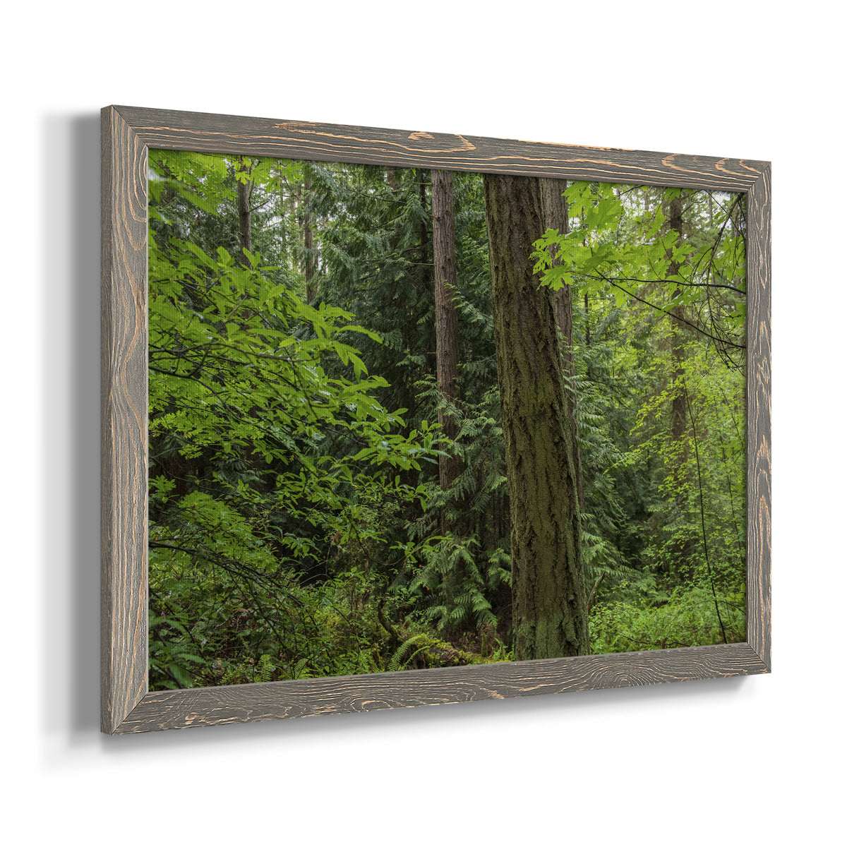 Calm of the Forest-Premium Framed Canvas - Ready to Hang