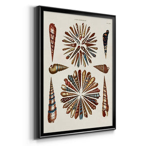 Spiral Shell Formation III Premium Framed Print - Ready to Hang