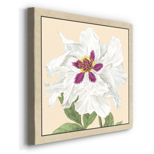 Peony Collection IV-Premium Gallery Wrapped Canvas - Ready to Hang