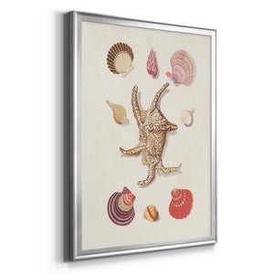 Knorr Shells & Coral II Premium Framed Print - Ready to Hang