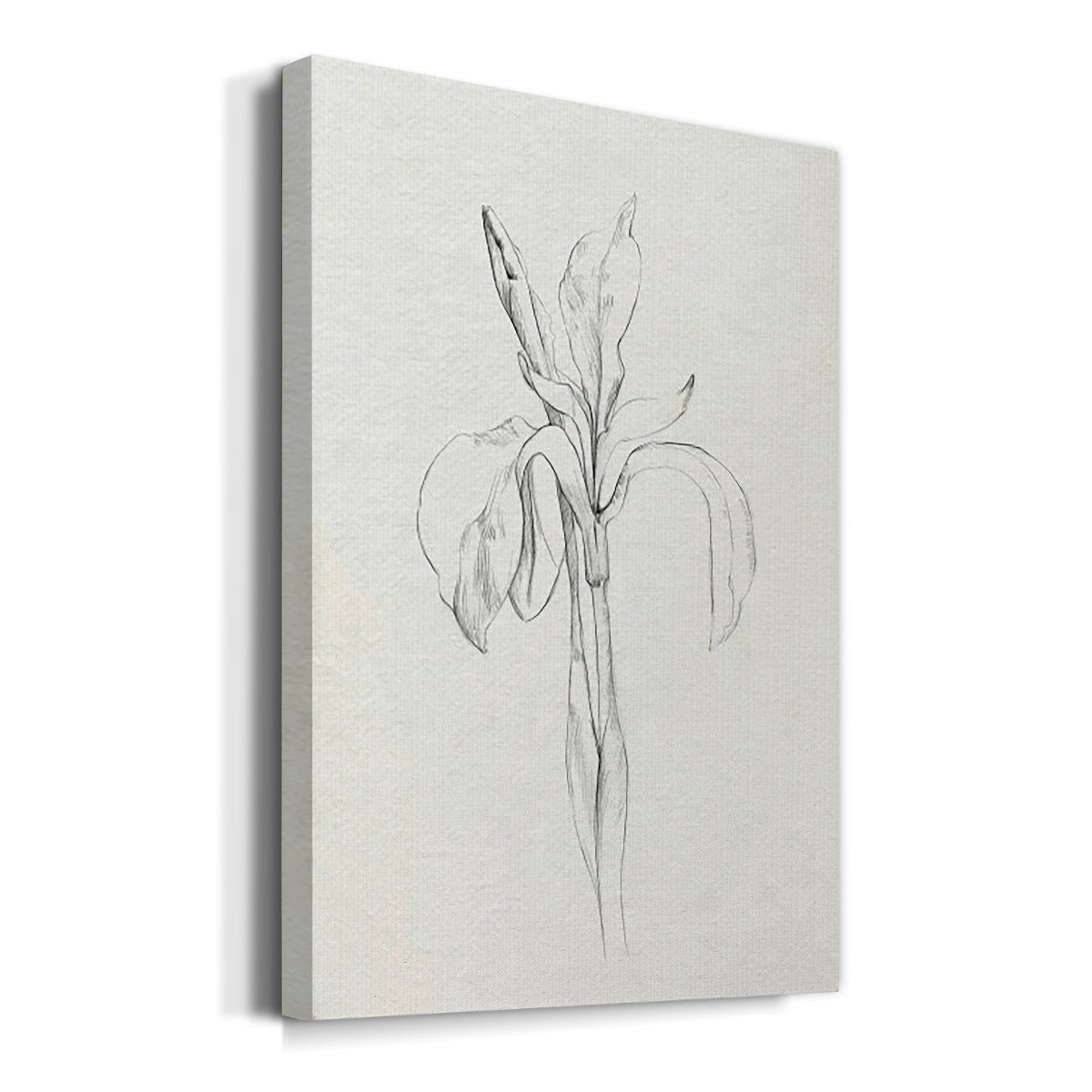 Neutral Iris Sketch II Premium Gallery Wrapped Canvas - Ready to Hang