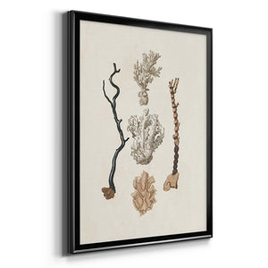 Knorr Shells & Coral V Premium Framed Print - Ready to Hang