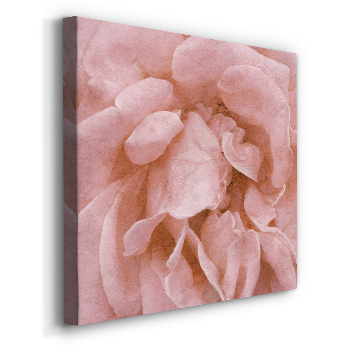 Wall Flower IV-Premium Gallery Wrapped Canvas - Ready to Hang