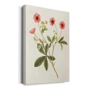 Flowers of the Seasons VIII Premium Gallery Wrapped Canvas - Ready to Hang