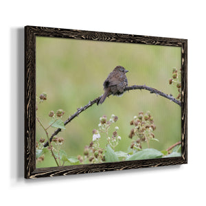 Resting Sparrow-Premium Framed Canvas - Ready to Hang