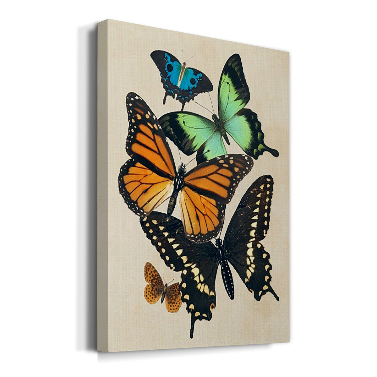 Collaged Butterflies I Premium Gallery Wrapped Canvas - Ready to Hang