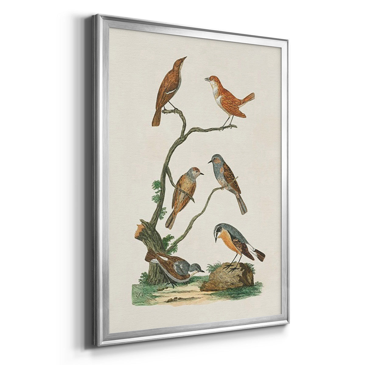 Antique Birds in Nature IV Premium Framed Print - Ready to Hang