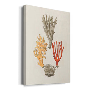 Knorr Shells & Coral IV Premium Gallery Wrapped Canvas - Ready to Hang