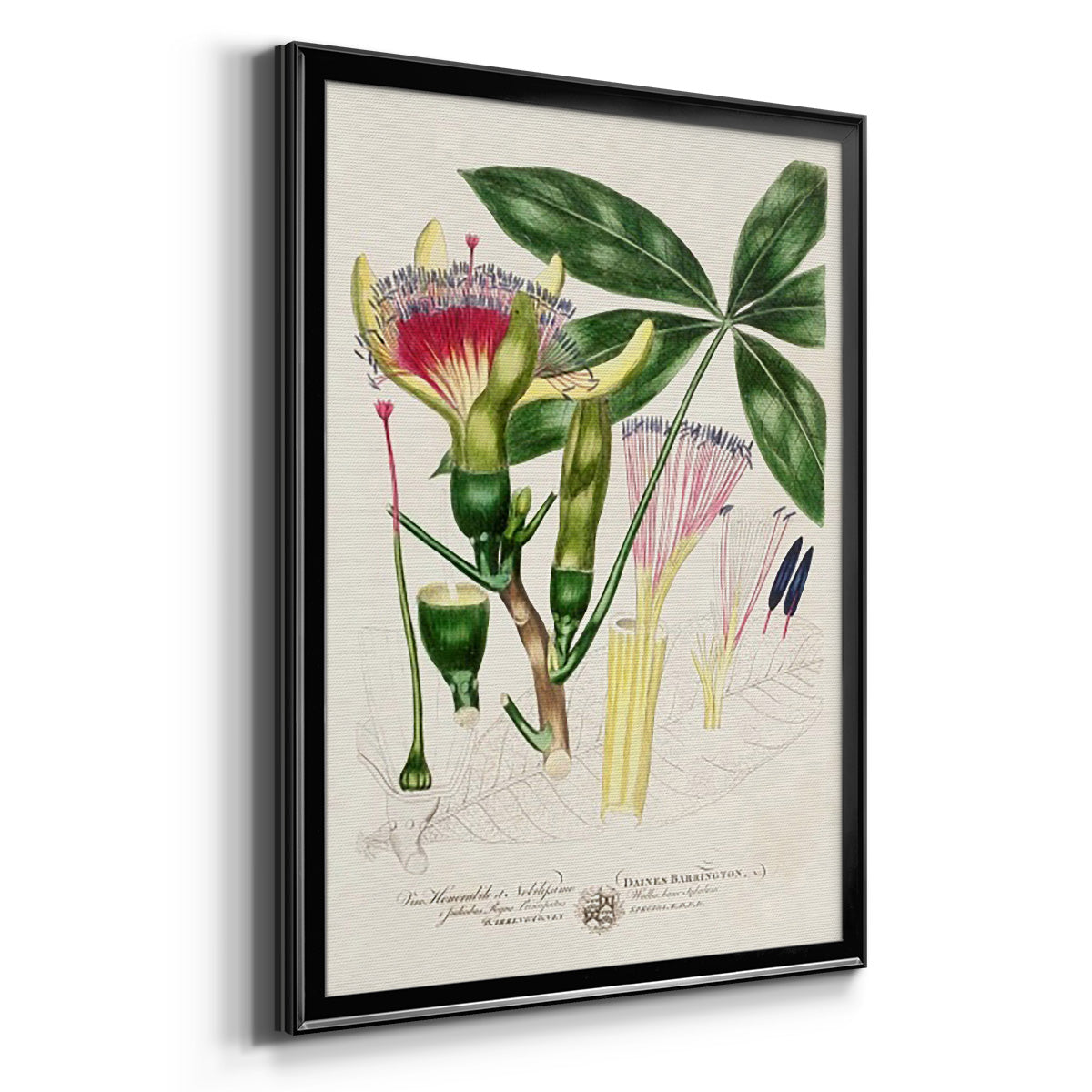 Imperial Tropical Botanical II Premium Framed Print - Ready to Hang