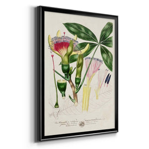 Imperial Tropical Botanical II Premium Framed Print - Ready to Hang