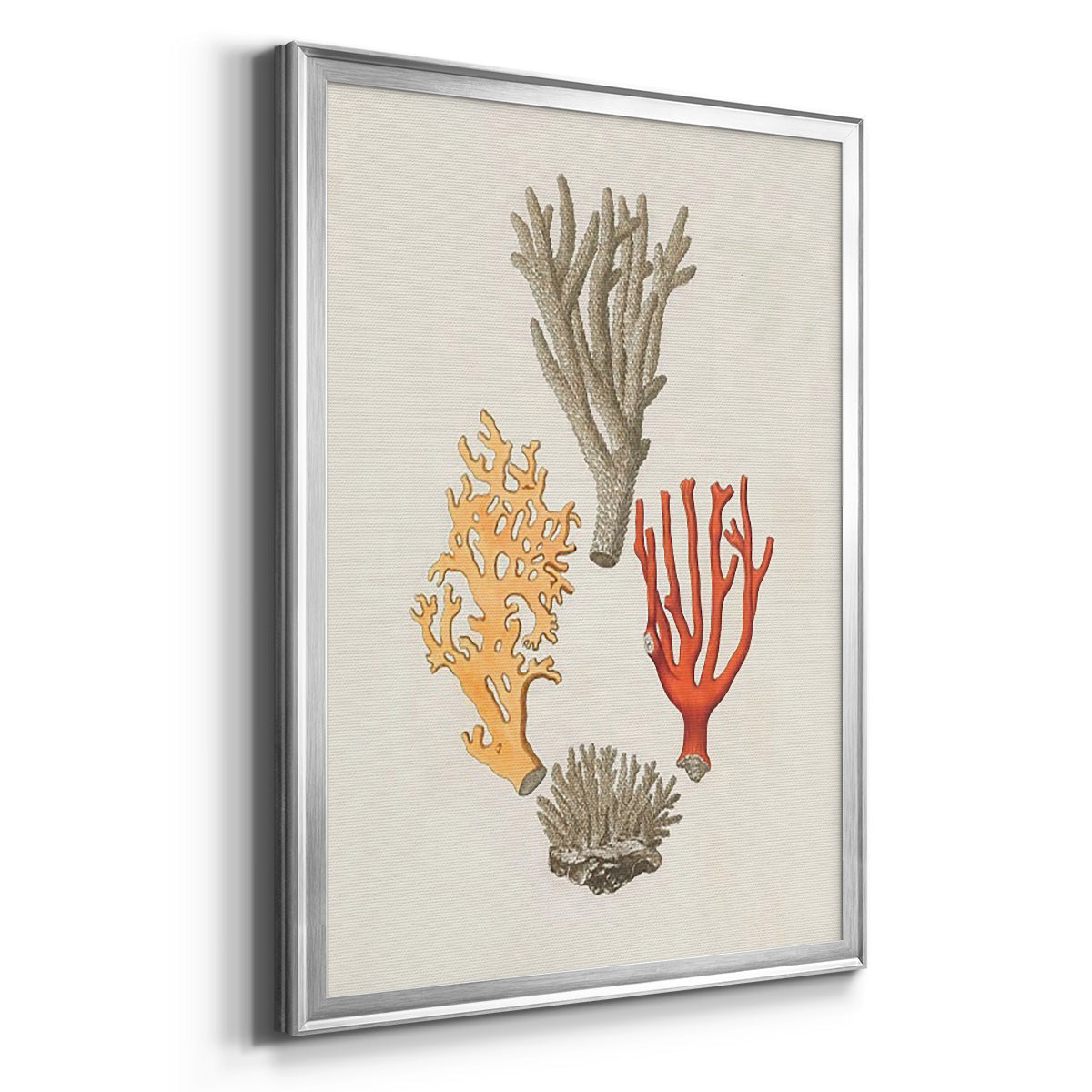 Knorr Shells & Coral IV Premium Framed Print - Ready to Hang
