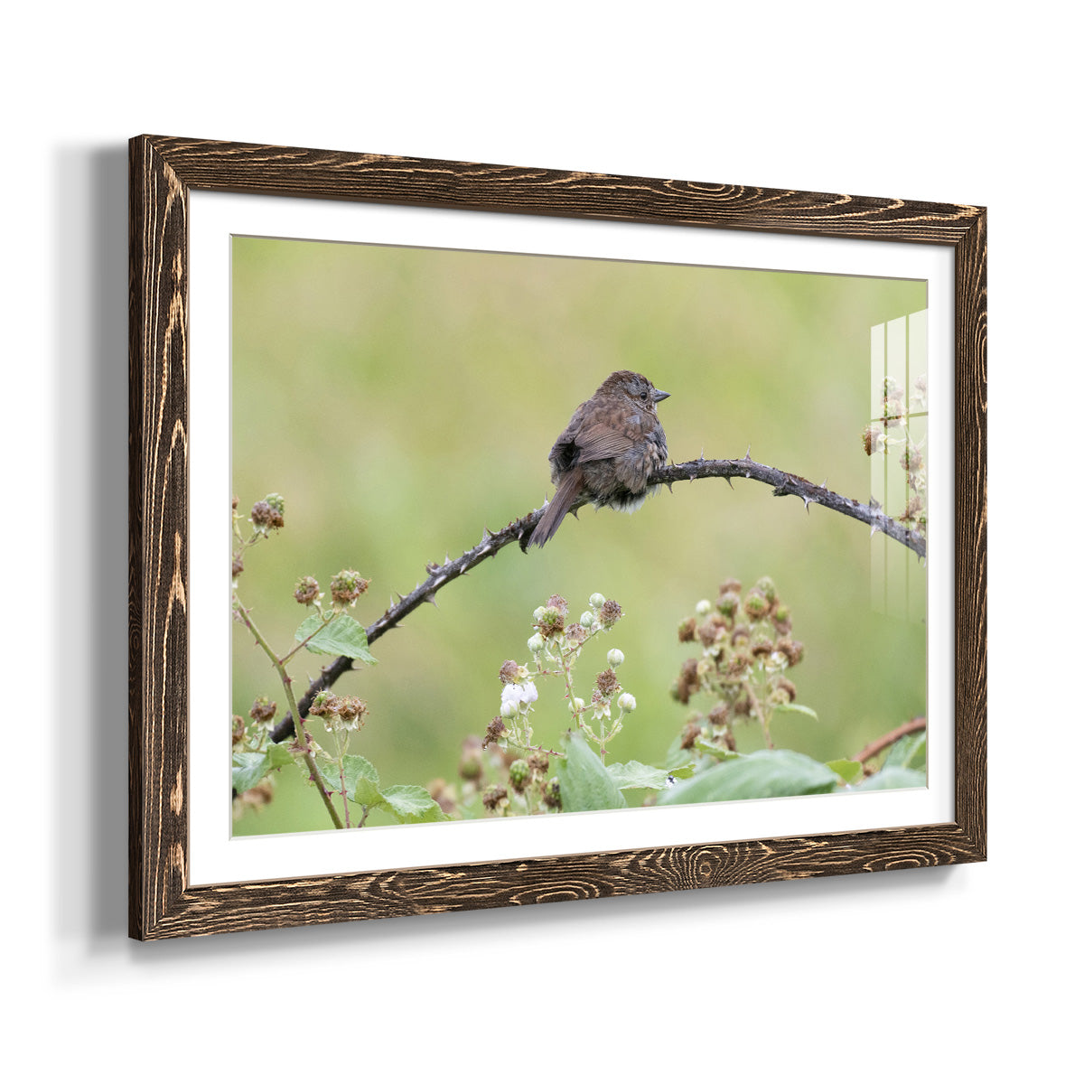 Resting Sparrow-Premium Framed Print - Ready to Hang