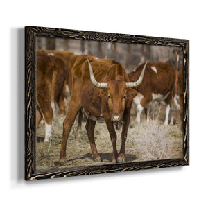 Longhorns-Premium Framed Canvas - Ready to Hang