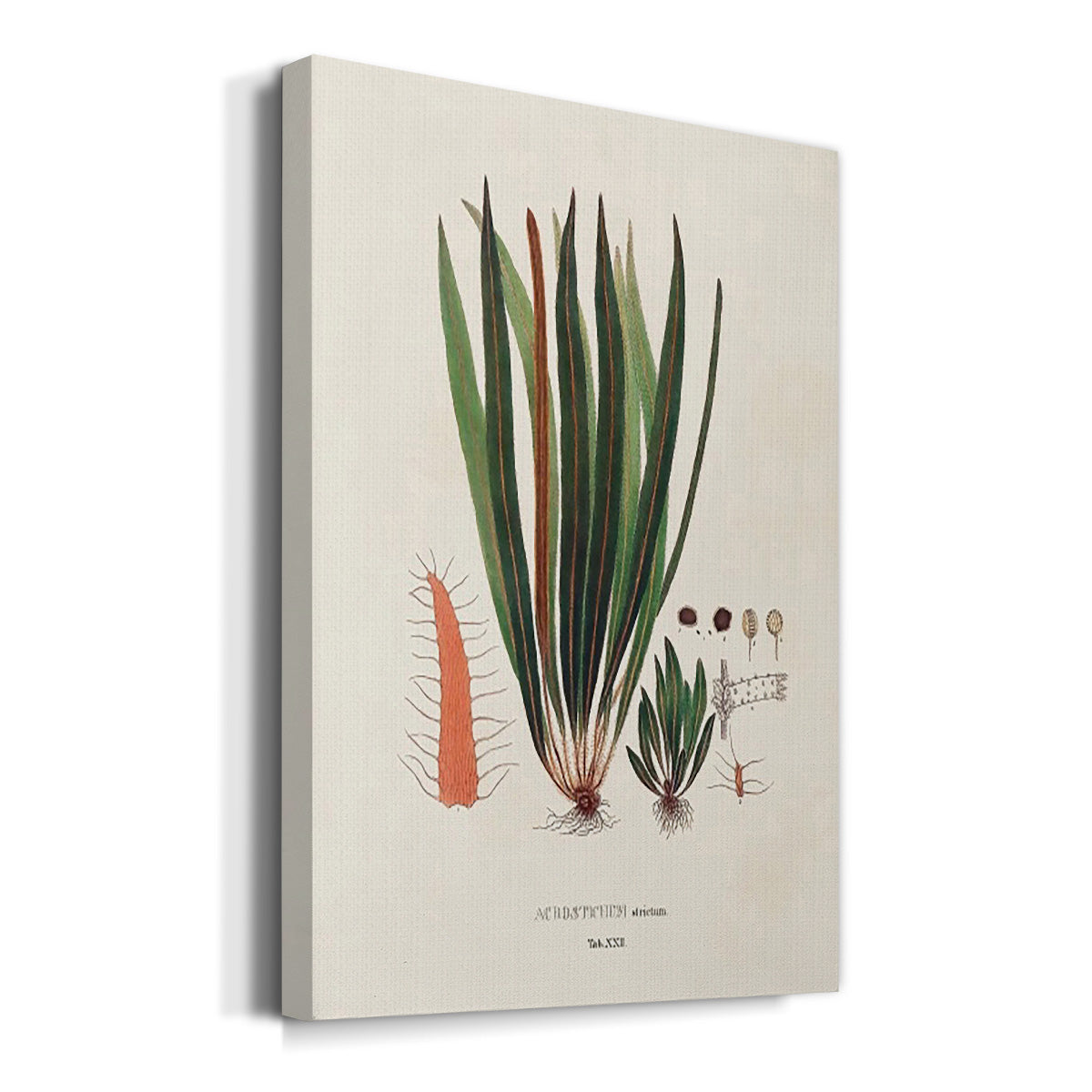 Botanical Society Ferns V Premium Gallery Wrapped Canvas - Ready to Hang
