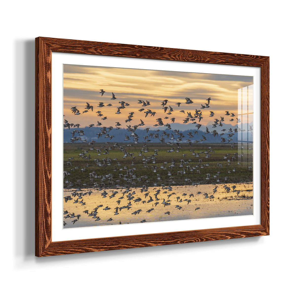 Sunset Flight-Premium Framed Print - Ready to Hang