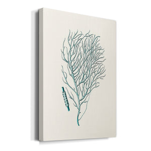 Antique Coastal Coral I Premium Gallery Wrapped Canvas - Ready to Hang
