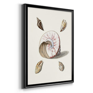 Pastel Knorr Shells II Premium Framed Print - Ready to Hang