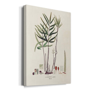 Botanical Society Ferns XI Premium Gallery Wrapped Canvas - Ready to Hang