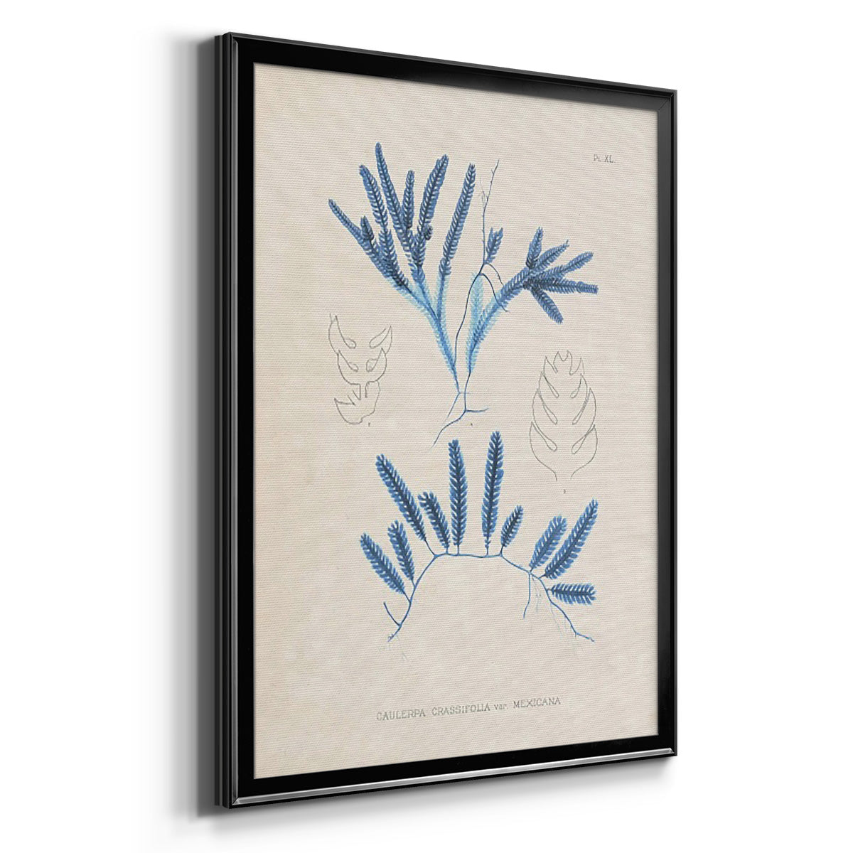 Blue Marine Algae I Premium Framed Print - Ready to Hang