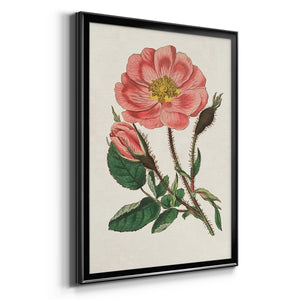 Pink Floral Mix IX Premium Framed Print - Ready to Hang