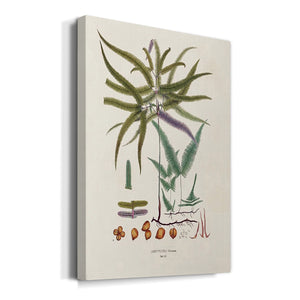 Botanical Society Ferns VIII Premium Gallery Wrapped Canvas - Ready to Hang