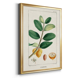 Turpin Tropical Botanicals V Premium Framed Print - Ready to Hang