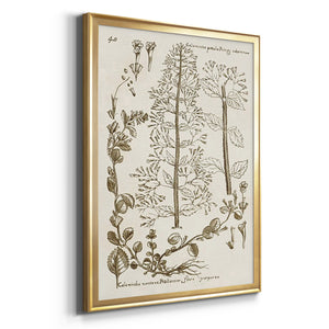 Sepia Botanical Journal V Premium Framed Print - Ready to Hang