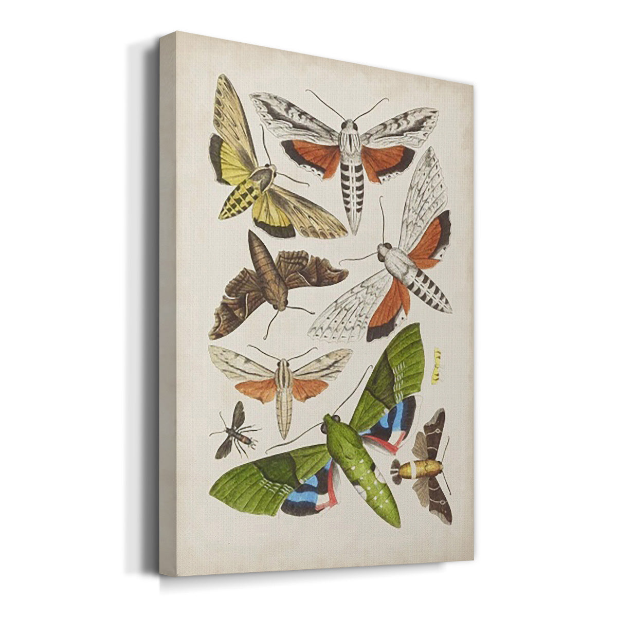 Antique Moths II Premium Gallery Wrapped Canvas - Ready to Hang