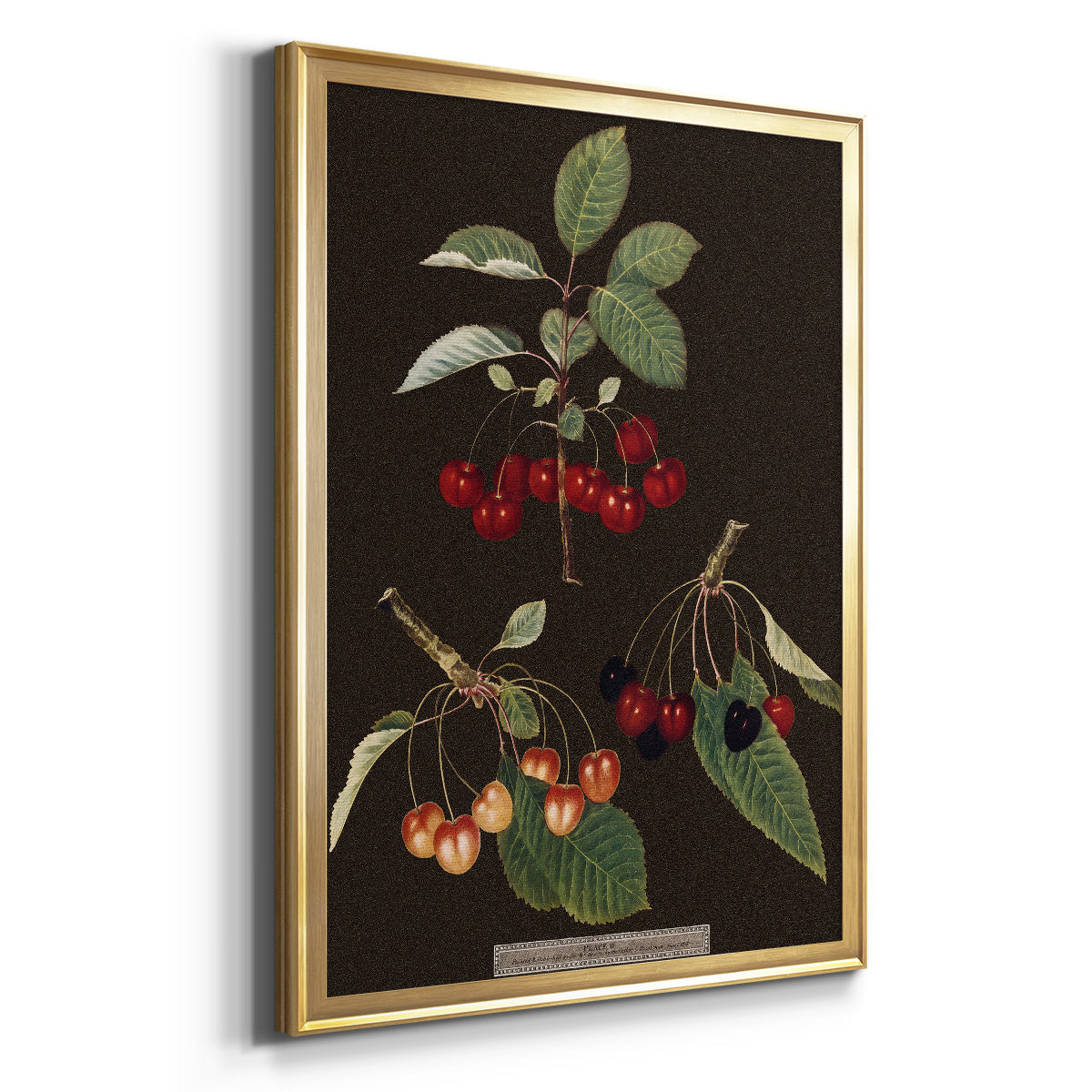Brookshaw Cherries Premium Framed Print - Ready to Hang