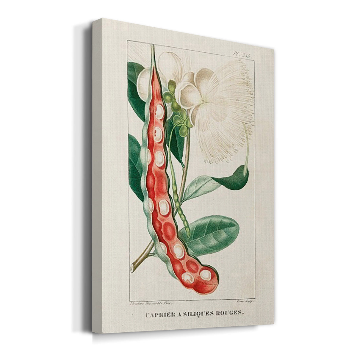Turpin Tropical Botanicals VIII Premium Gallery Wrapped Canvas - Ready to Hang