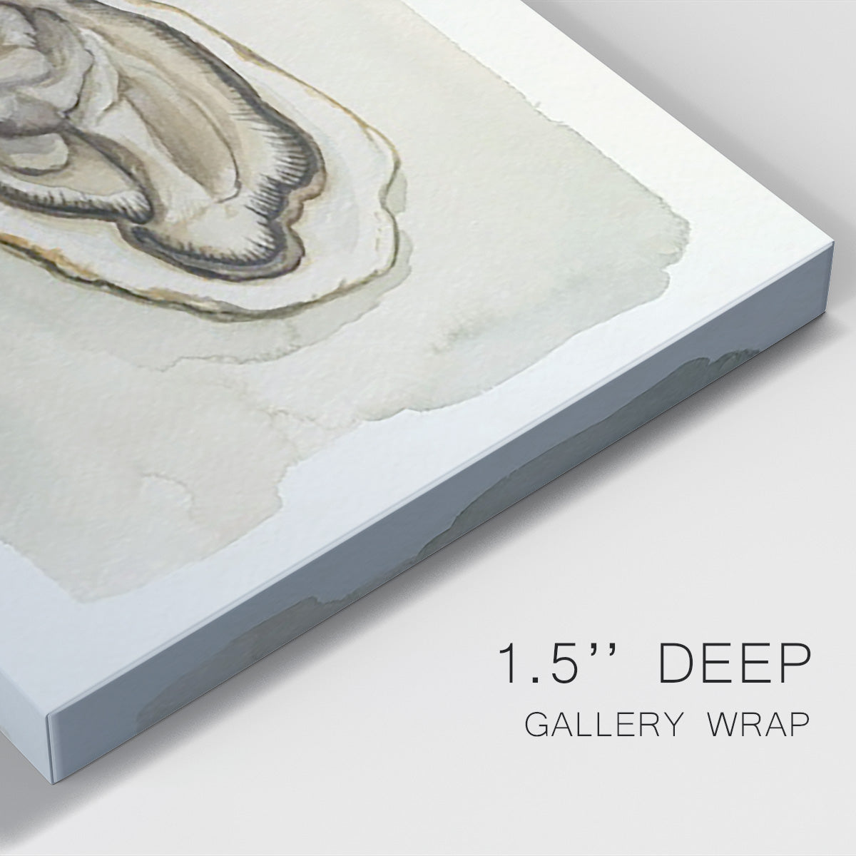 Soft Half Shell II Premium Gallery Wrapped Canvas - Ready to Hang