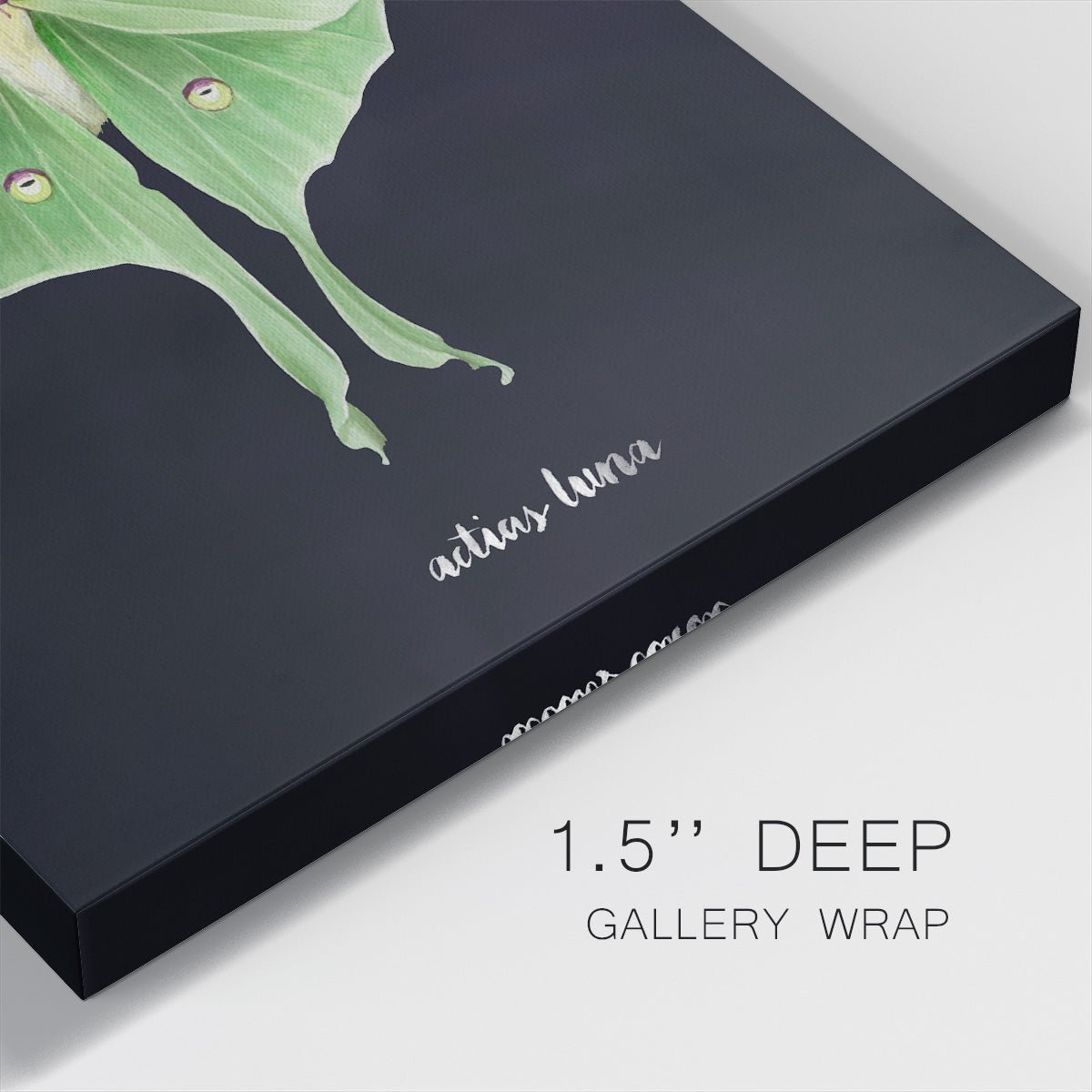 Luna Moth II-Premium Gallery Wrapped Canvas - Ready to Hang