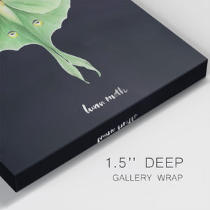 Luna Moth I-Premium Gallery Wrapped Canvas - Ready to Hang