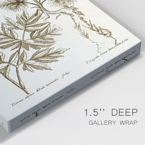 Sepia Botanical Journal III Premium Gallery Wrapped Canvas - Ready to Hang