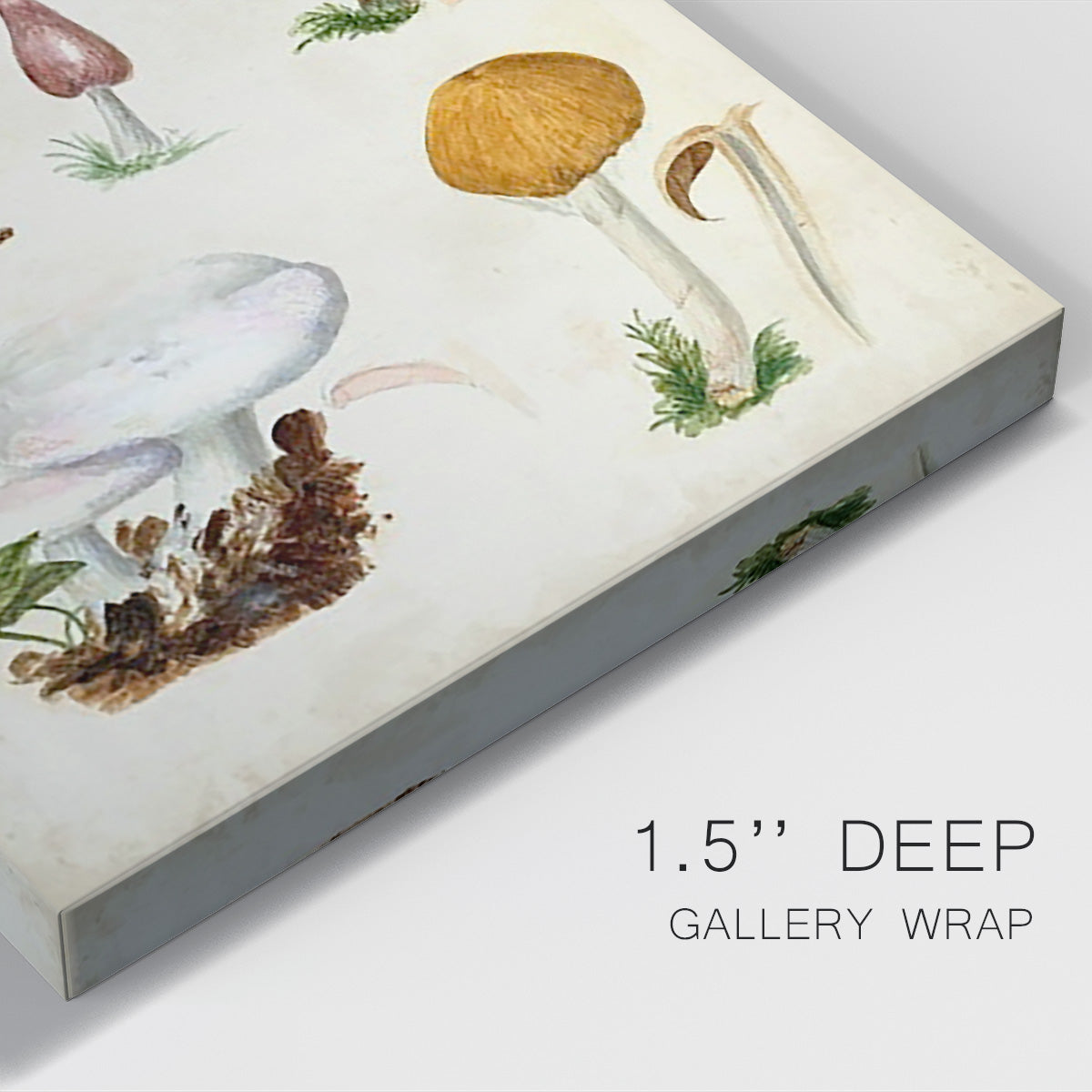 Mushroom Species VI Premium Gallery Wrapped Canvas - Ready to Hang