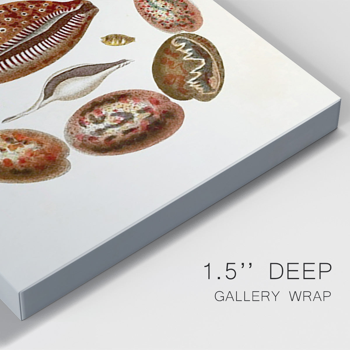 Spiral Shell Formation II Premium Gallery Wrapped Canvas - Ready to Hang