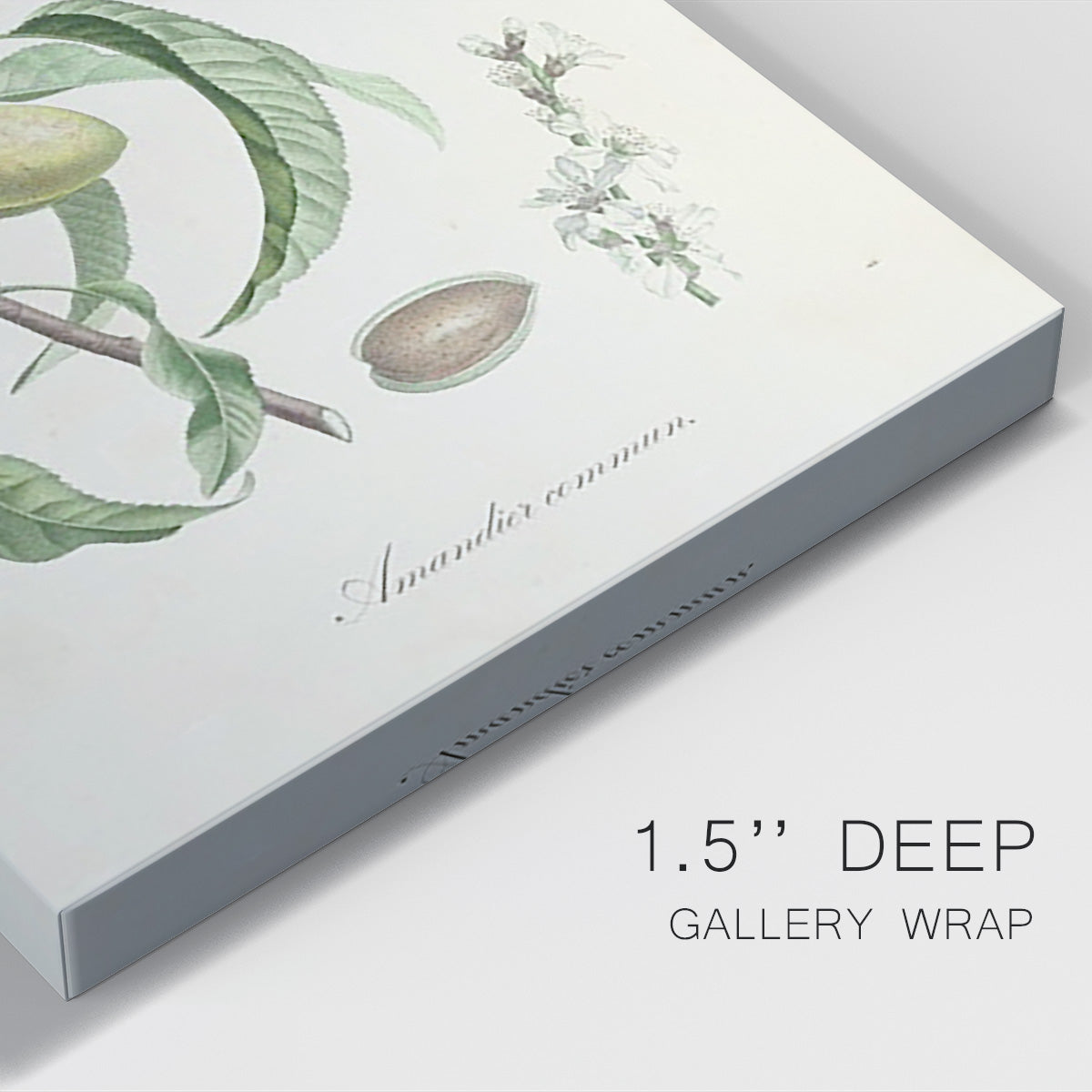 Antique Almond Botanical IV Premium Gallery Wrapped Canvas - Ready to Hang
